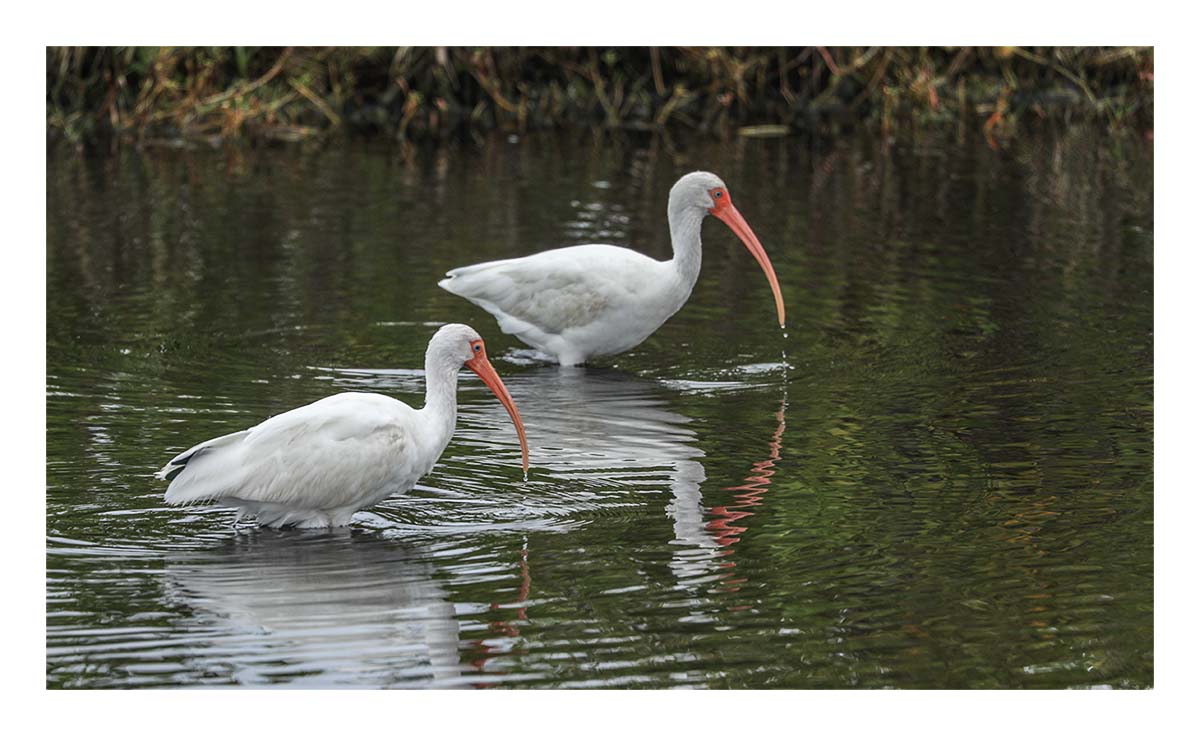 White Ibis