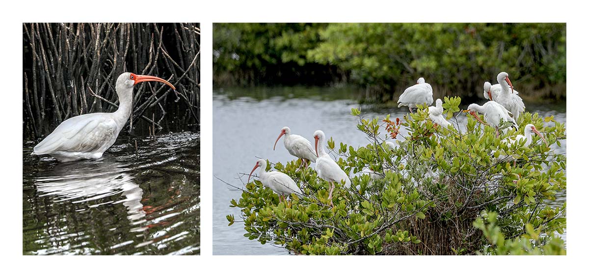 White Ibis