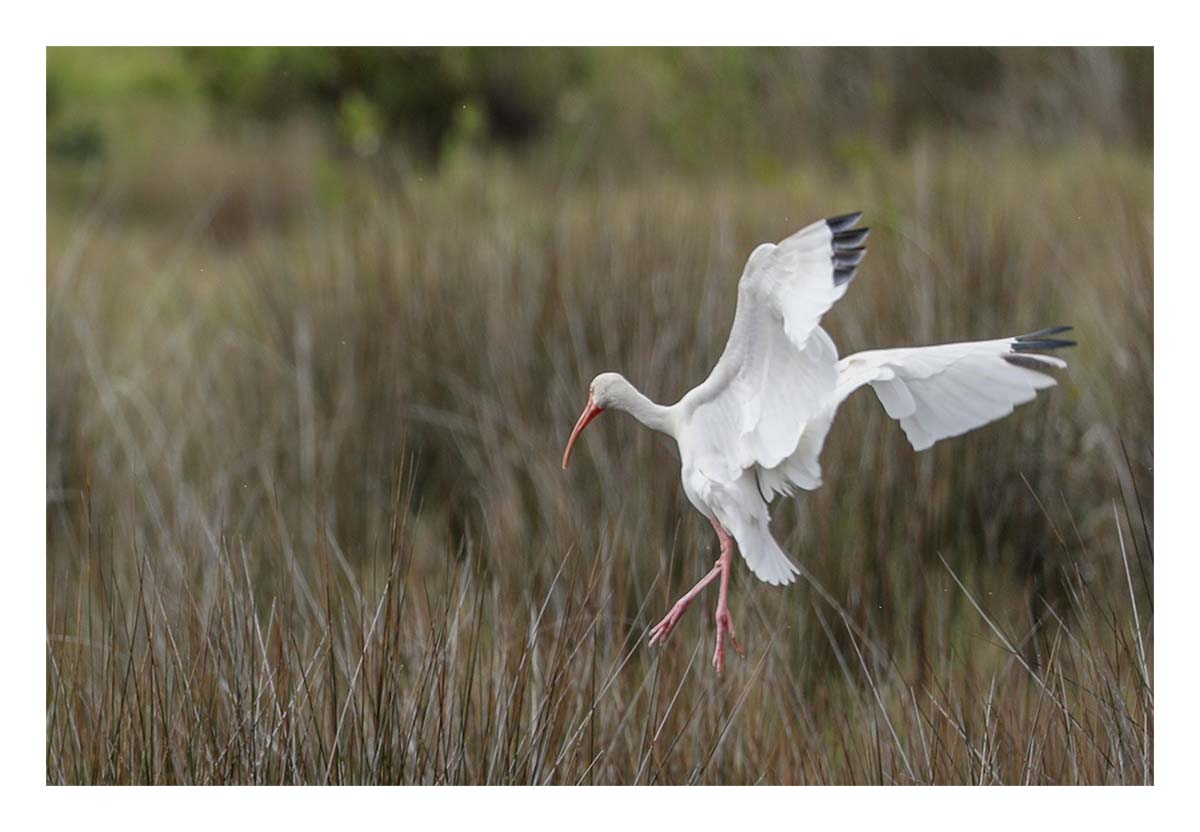 White Ibis