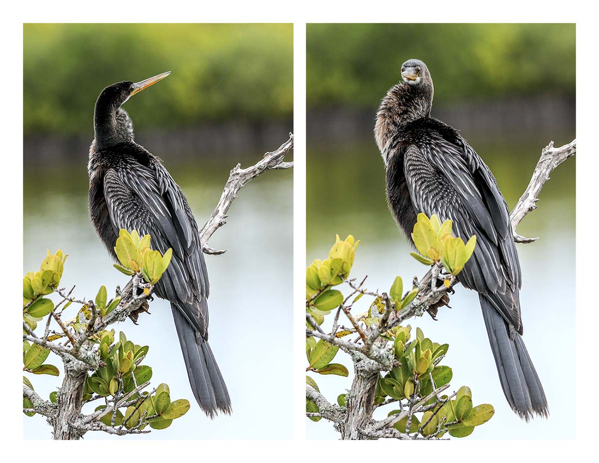 Anhinga