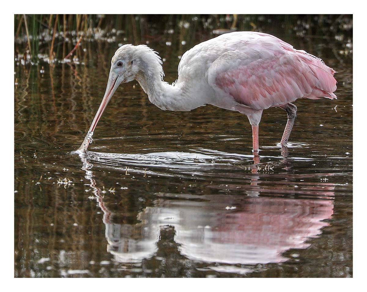 Spoonbill