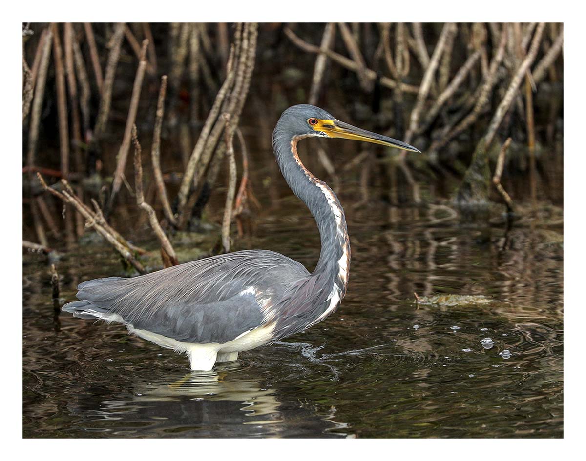 Tricolored Heron