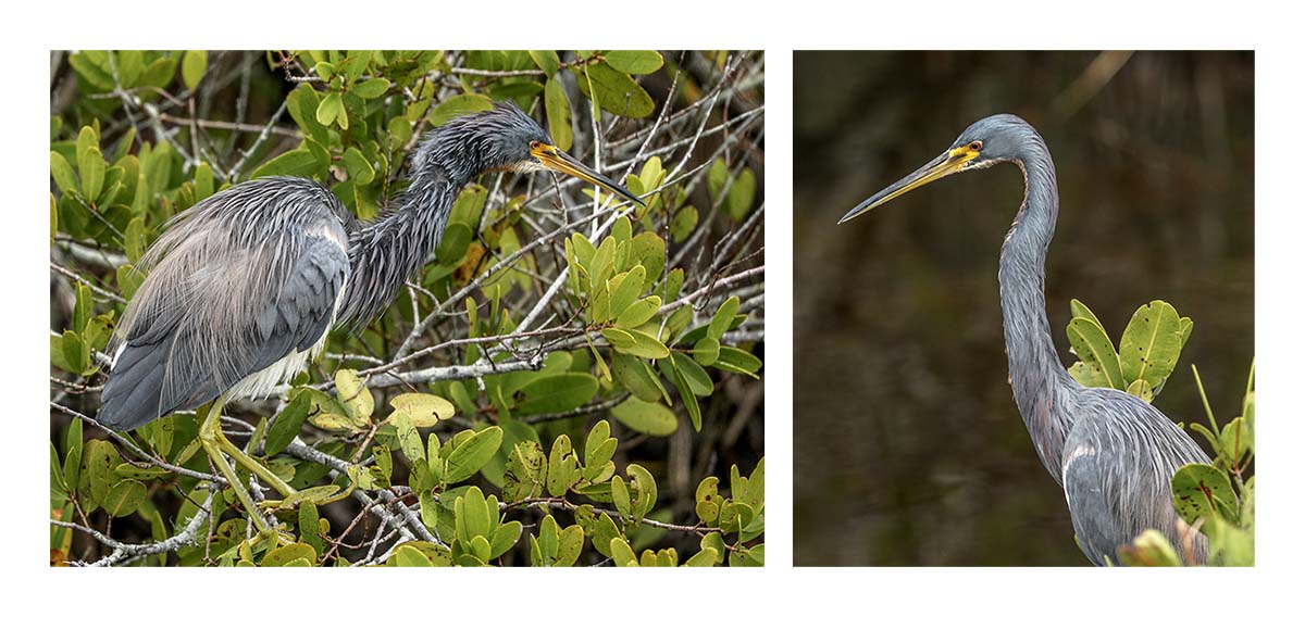 Tricolored Heron