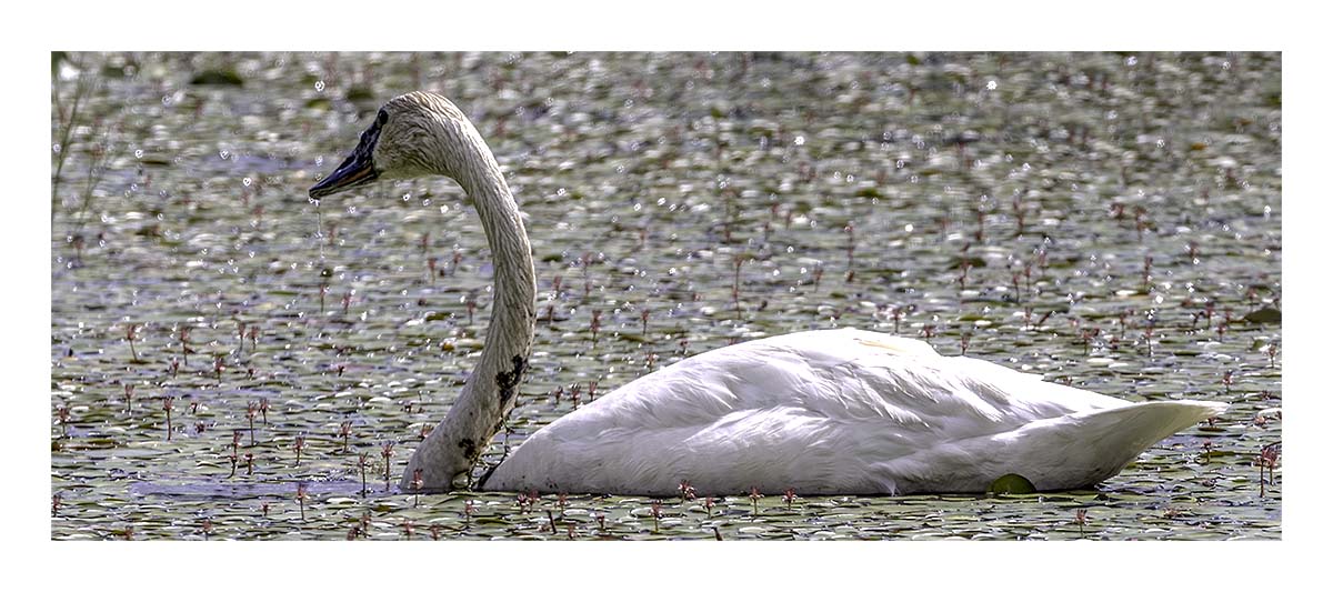 Seney NWR