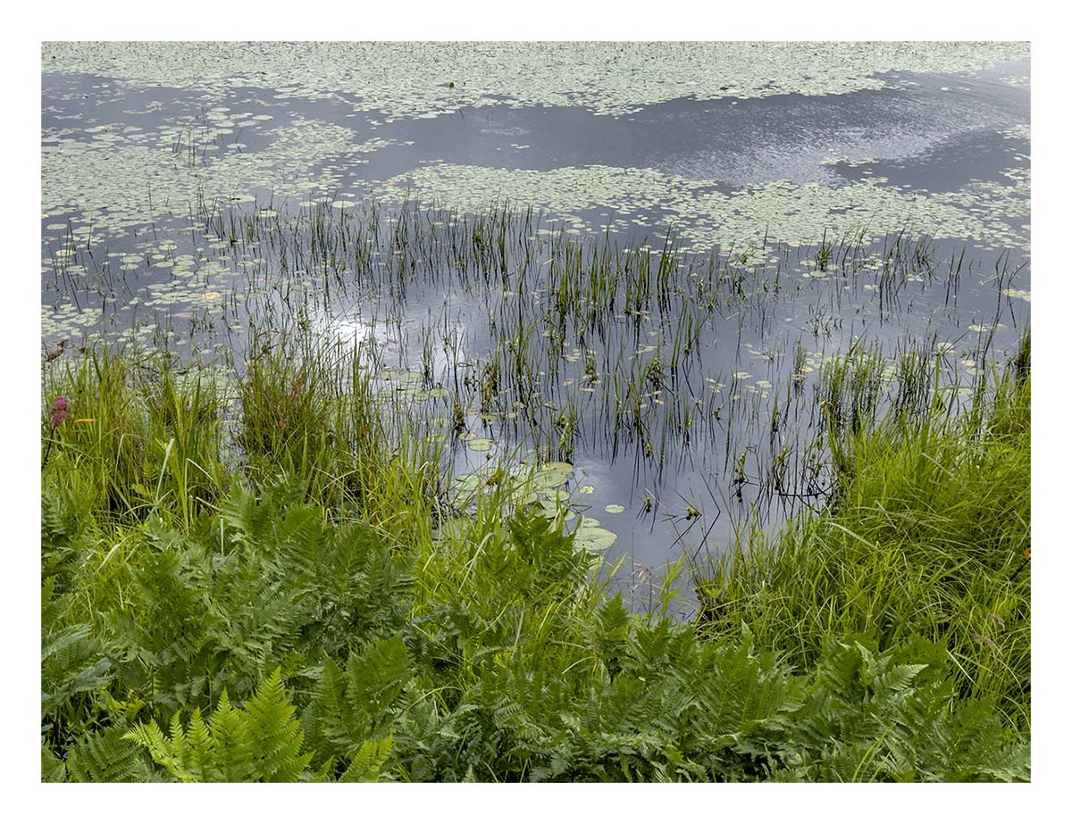 Seney NWR