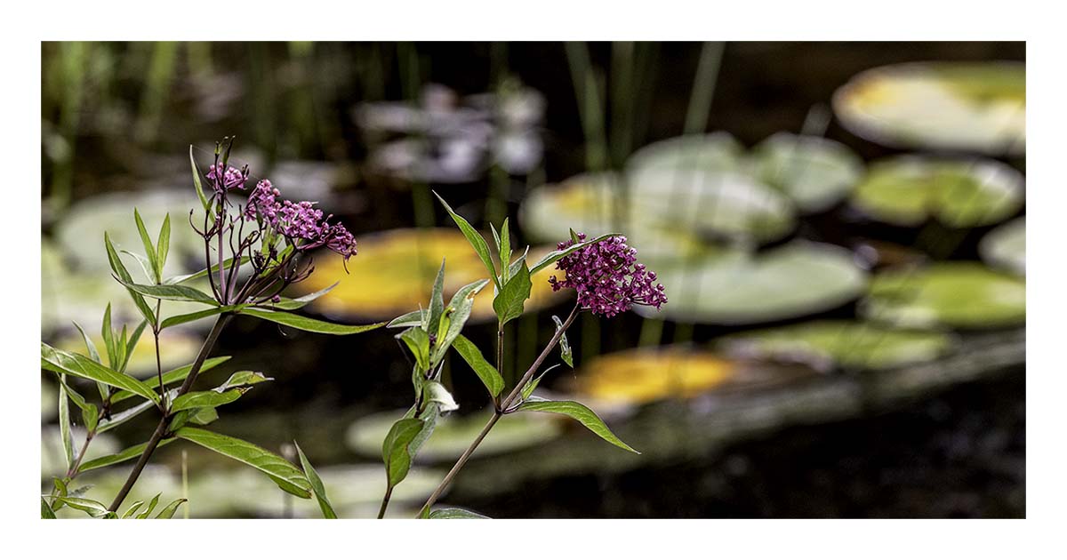 Seney NWR