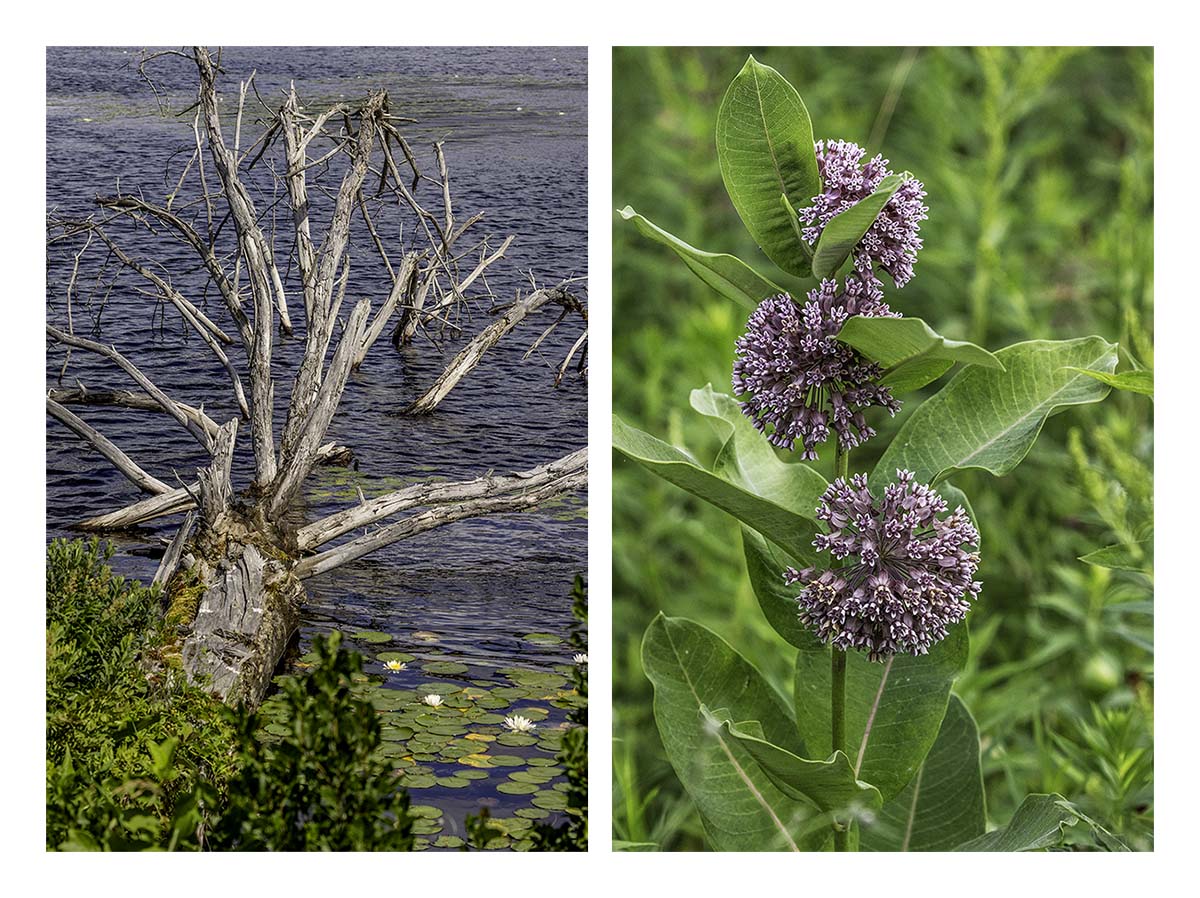 Seney NWR