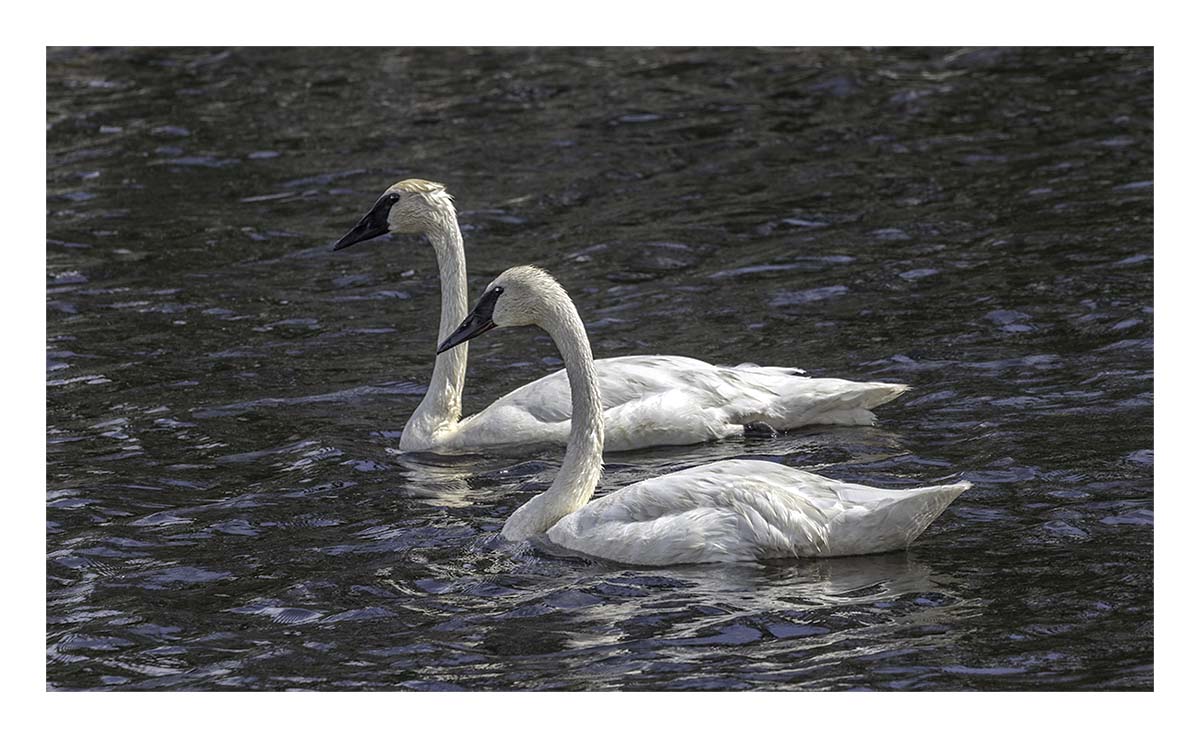 Seney NWR