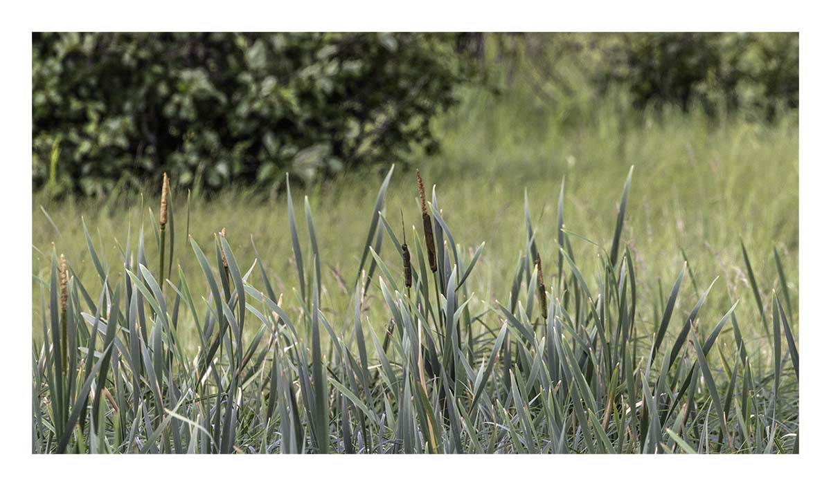 Seney NWR