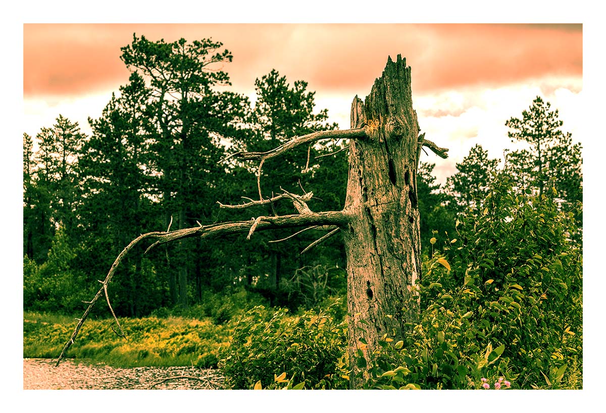 Seney NWR