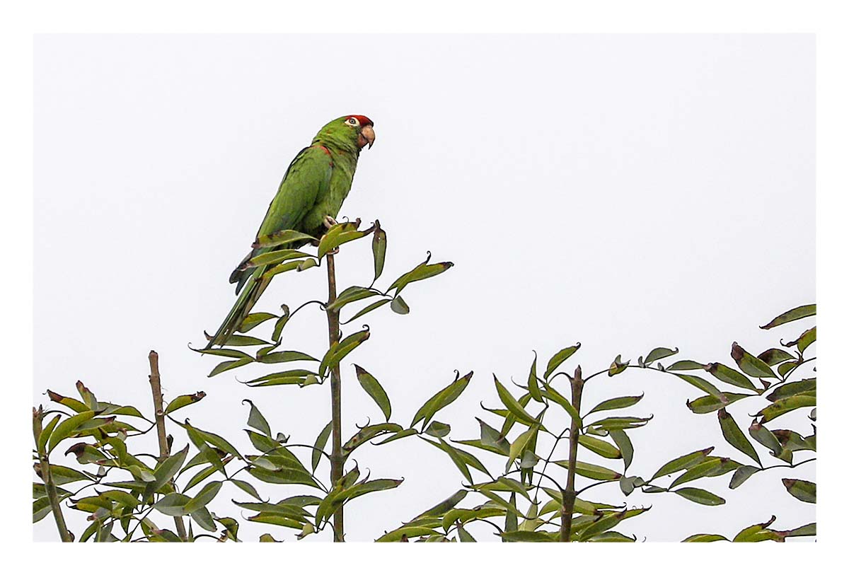 Peru