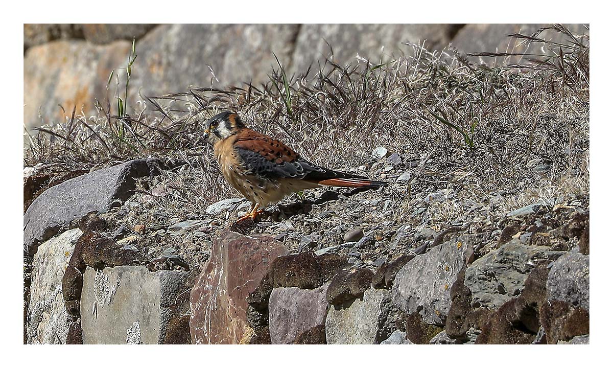 Peru