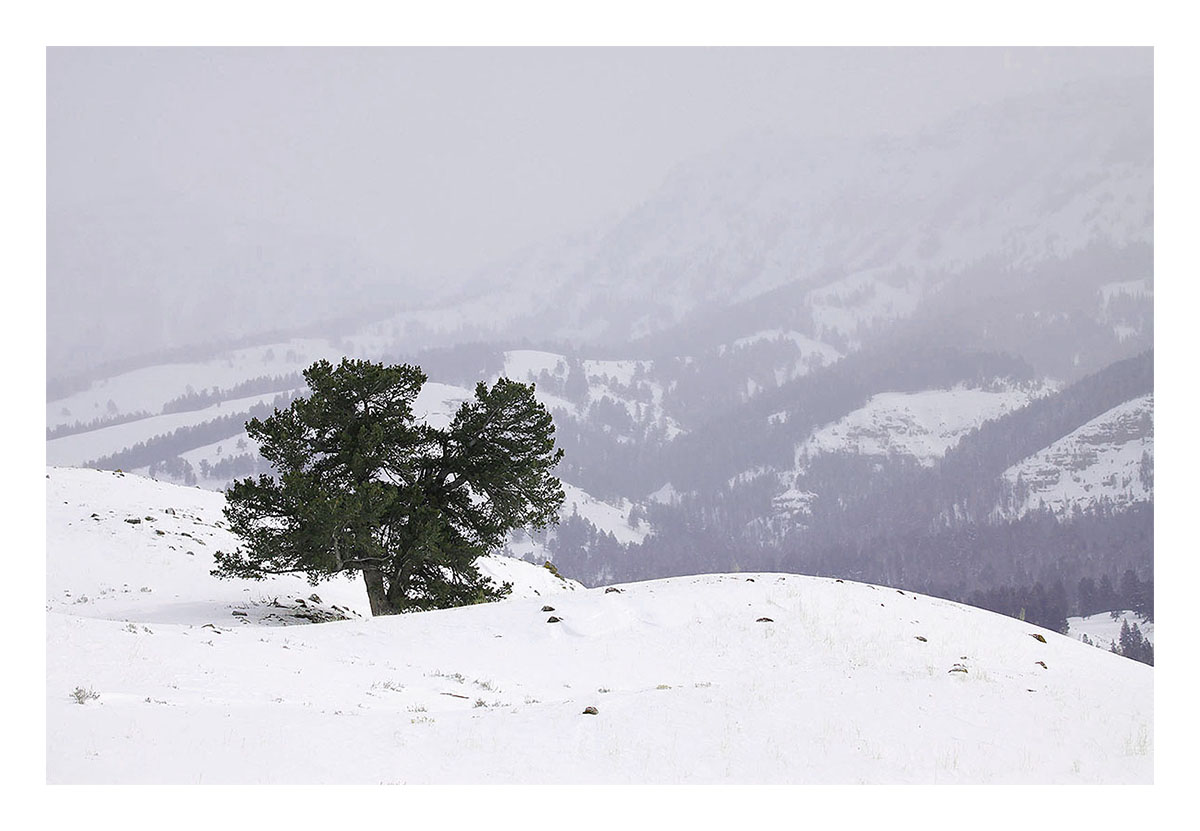 Yellowstone