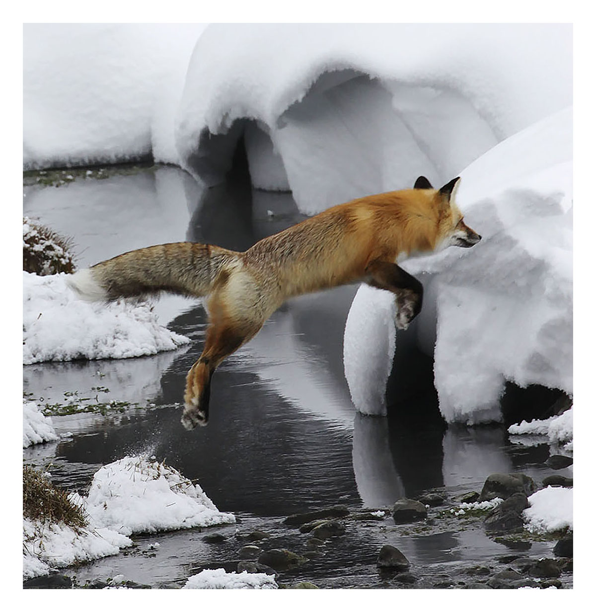 Yellowstone