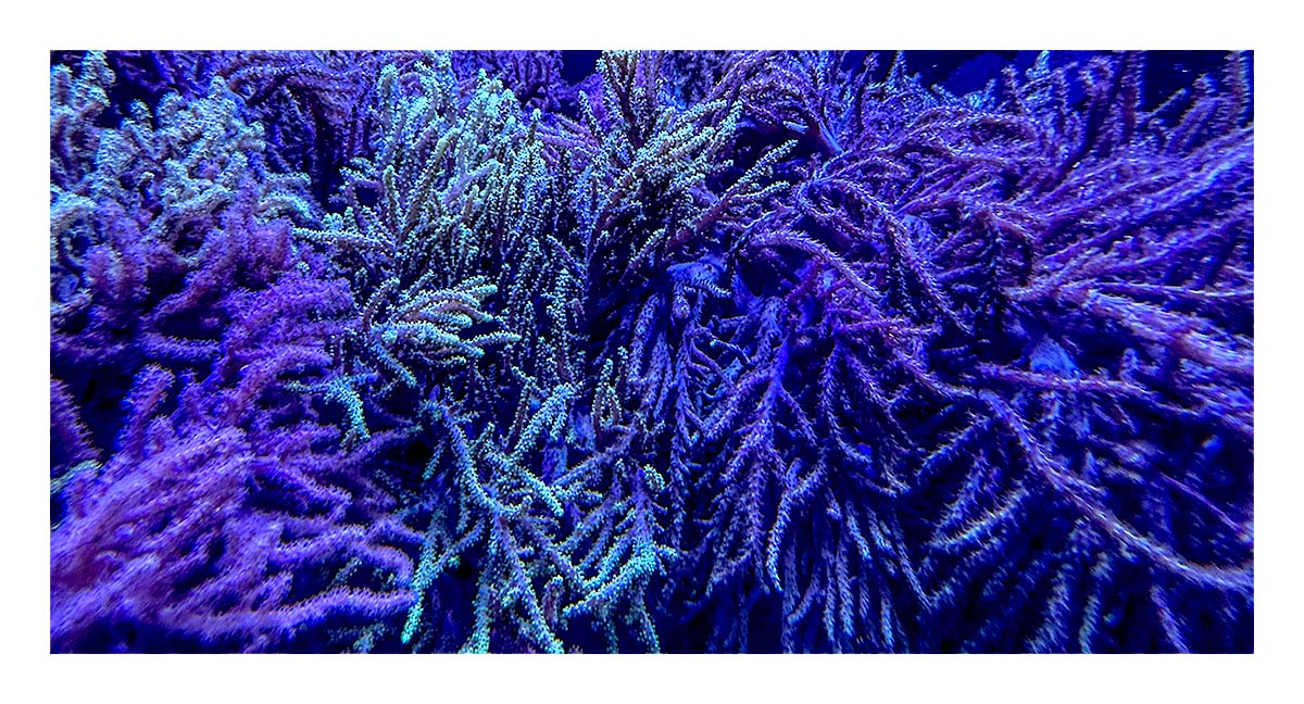 Mystic Aqaurium