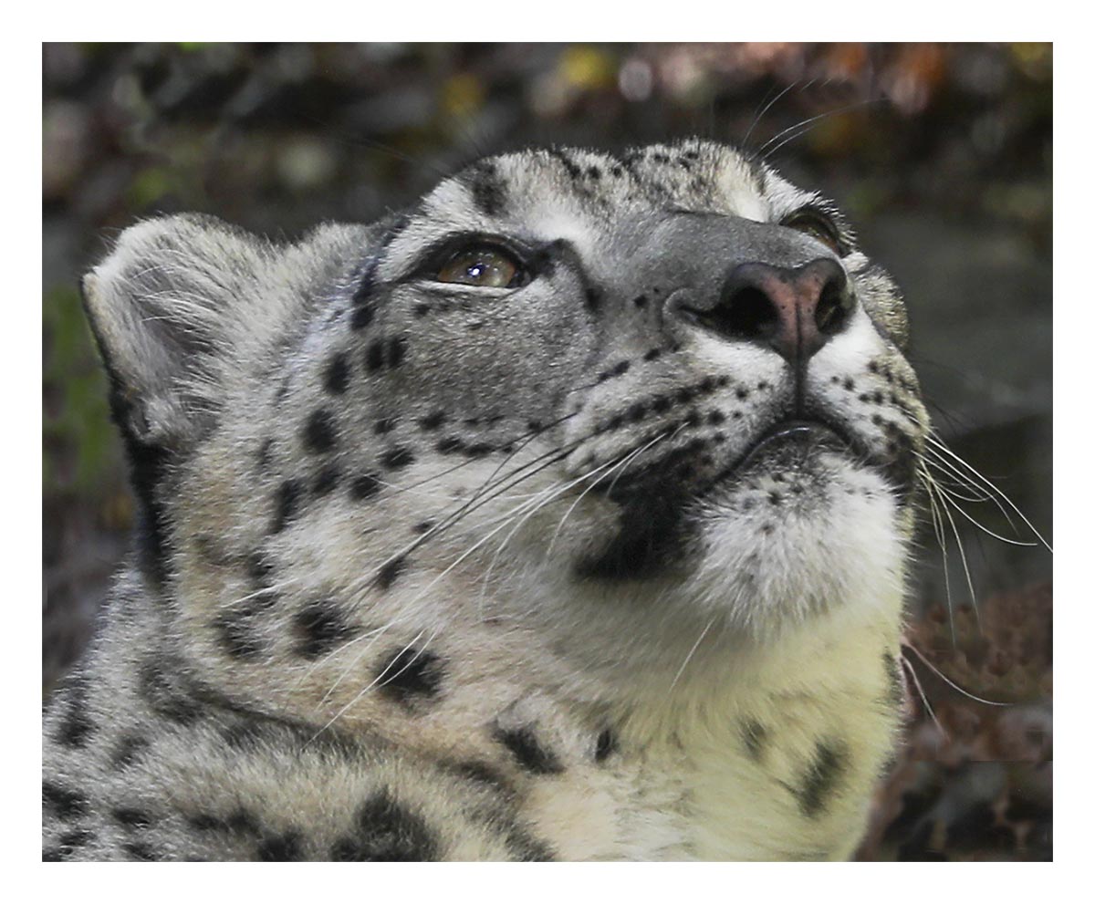 Snow Leopard